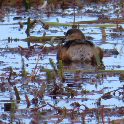 Tachybaptus novaehollandiae (Australasian Grebe) at Wollogorang, NSW - 28 Apr 2023 by MatthewFrawley