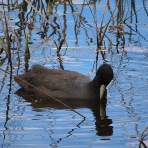 Fulica atra at Wollogorang, NSW - 28 Apr 2023