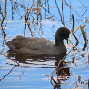 Fulica atra at Wollogorang, NSW - 28 Apr 2023