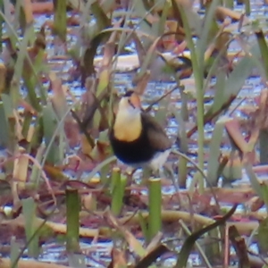 Irediparra gallinacea at Wollogorang, NSW - 28 Apr 2023