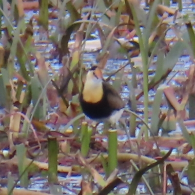 Irediparra gallinacea (Comb-crested Jacana) at Wollogorang, NSW - 28 Apr 2023 by MatthewFrawley