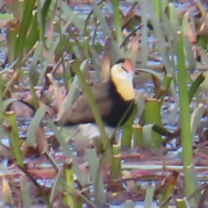 Irediparra gallinacea at Wollogorang, NSW - 28 Apr 2023