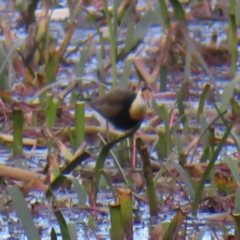 Irediparra gallinacea at Wollogorang, NSW - 28 Apr 2023