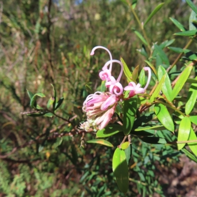 Grevillea sericea (Pink Spider-Flower) at Ku-Ring-Gai Chase, NSW - 27 Apr 2023 by MatthewFrawley