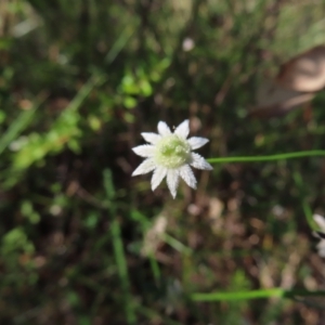 Actinotus minor at Ku-Ring-Gai Chase, NSW - 27 Apr 2023