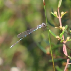 Unidentified Damselfly (Zygoptera) at Ku-Ring-Gai Chase, NSW - 27 Apr 2023 by MatthewFrawley