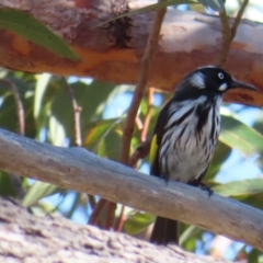 Phylidonyris novaehollandiae (New Holland Honeyeater) at Ku-ring-gai Chase National Park - 27 Apr 2023 by MatthewFrawley