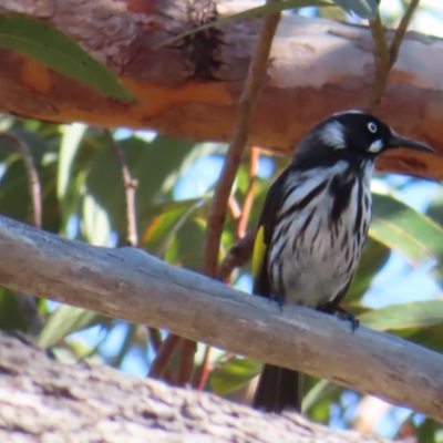 Phylidonyris novaehollandiae (New Holland Honeyeater) at Ku-ring-gai Chase National Park - 27 Apr 2023 by MatthewFrawley