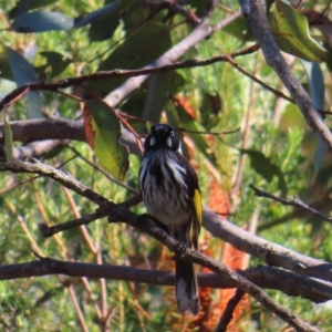 Phylidonyris novaehollandiae at Ku-Ring-Gai Chase, NSW - 27 Apr 2023