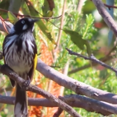 Phylidonyris novaehollandiae at Ku-Ring-Gai Chase, NSW - 27 Apr 2023