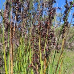 Gahnia (genus) at Ku-Ring-Gai Chase, NSW - 27 Apr 2023 by MatthewFrawley