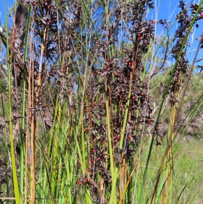 Gahnia (genus) at Ku-Ring-Gai Chase, NSW - 27 Apr 2023 by MatthewFrawley