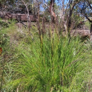 Gahnia sp. at Ku-Ring-Gai Chase, NSW - 27 Apr 2023