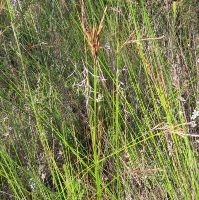 Lepidosperma urophorum (Tailed Rapier-sedge) at Ku-Ring-Gai Chase, NSW - 27 Apr 2023 by MatthewFrawley