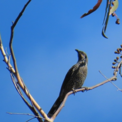 Anthochaera chrysoptera (Little Wattlebird) at Ku-ring-gai Chase National Park - 27 Apr 2023 by MatthewFrawley