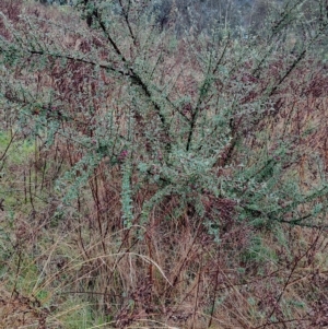 Cotoneaster rotundifolius at Fadden, ACT - 29 Apr 2023