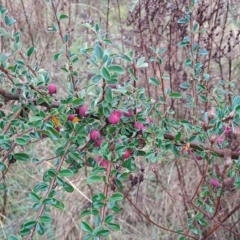 Cotoneaster rotundifolius at Fadden, ACT - 29 Apr 2023 09:42 AM