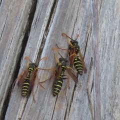 Polistes (Polistes) chinensis (Asian paper wasp) at Fyshwick, ACT - 23 Apr 2023 by Christine