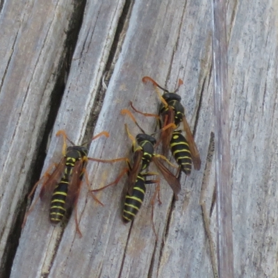 Polistes (Polistes) chinensis (Asian paper wasp) at Fyshwick, ACT - 23 Apr 2023 by Christine