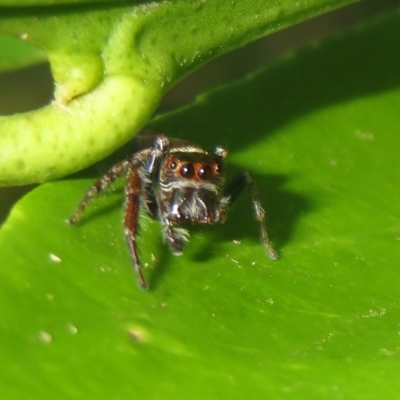 Opisthoncus grassator (Jumping spider) at Flynn, ACT - 22 Apr 2023 by Christine