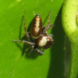 Opisthoncus grassator at Flynn, ACT - 22 Apr 2023