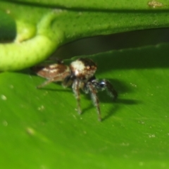 Opisthoncus grassator at Flynn, ACT - 22 Apr 2023