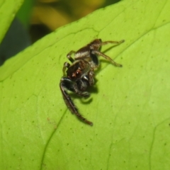 Opisthoncus grassator at Flynn, ACT - 22 Apr 2023 04:31 PM