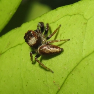 Opisthoncus grassator at Flynn, ACT - 22 Apr 2023 04:31 PM