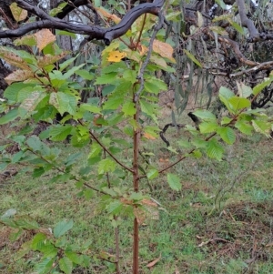 Prunus avium at Fadden, ACT - 29 Apr 2023 10:12 AM