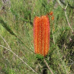 Banksia ericifolia subsp. ericifolia (Heath-leaved Banksia) at Ku-Ring-Gai Chase, NSW - 27 Apr 2023 by MatthewFrawley