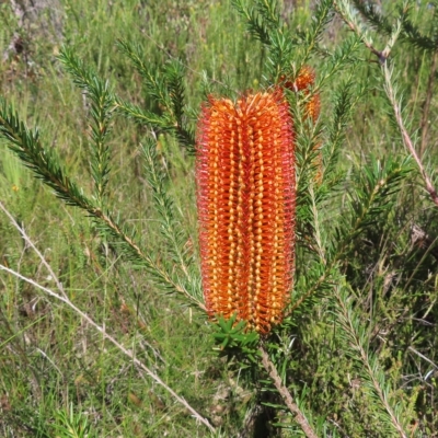 Banksia ericifolia subsp. ericifolia (Heath-leaved Banksia) at Ku-Ring-Gai Chase, NSW - 27 Apr 2023 by MatthewFrawley