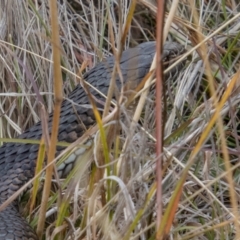 Austrelaps ramsayi (Highlands Copperhead) at Mount Clear, ACT - 28 Apr 2023 by SWishart