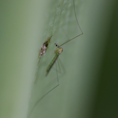 Limoniidae (family) (Unknown Limoniid Crane Fly) at Acton, ACT - 28 Apr 2023 by KorinneM