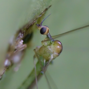 Limoniidae (family) at Acton, ACT - 28 Apr 2023