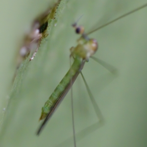 Limoniidae (family) at Acton, ACT - 28 Apr 2023