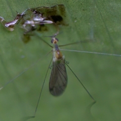 Limoniidae (family) at Acton, ACT - 28 Apr 2023