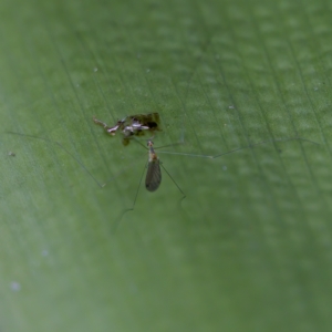 Limoniidae (family) at Acton, ACT - 28 Apr 2023 12:14 PM