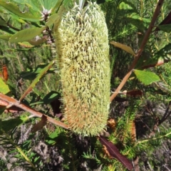 Banksia serrata (Saw Banksia) at Ku-ring-gai Chase National Park - 27 Apr 2023 by MatthewFrawley