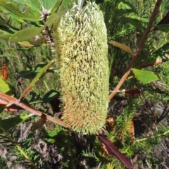 Banksia serrata (Saw Banksia) at Ku-Ring-Gai Chase, NSW - 27 Apr 2023 by MatthewFrawley