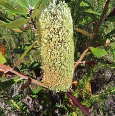 Banksia serrata (Saw Banksia) at Ku-Ring-Gai Chase, NSW - 27 Apr 2023 by MatthewFrawley