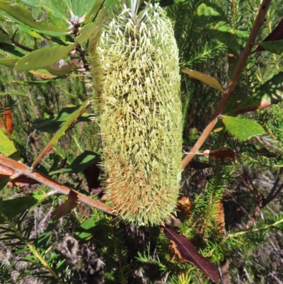 Banksia serrata (Saw Banksia) at Ku-ring-gai Chase National Park - 27 Apr 2023 by MatthewFrawley