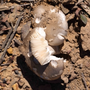 Amanita sp. at O'Connor, ACT - 25 Apr 2023