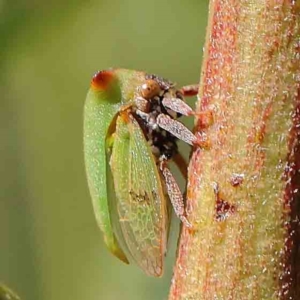 Sextius virescens at O'Connor, ACT - 25 Apr 2023 12:34 PM