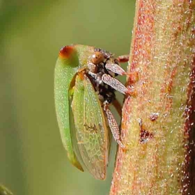 Sextius virescens (Acacia horned treehopper) at O'Connor, ACT - 25 Apr 2023 by ConBoekel