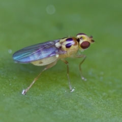 Chloromerus sp. (Chloropid fly) at Acton, ACT - 28 Apr 2023 by KorinneM