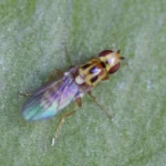 Chloromerus sp. at suppressed - 28 Apr 2023