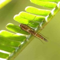 Trachydora (genus) at O'Connor, ACT - 25 Apr 2023