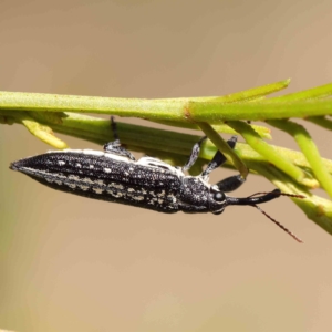 Rhinotia sp. in semipunctata group at O'Connor, ACT - 25 Apr 2023