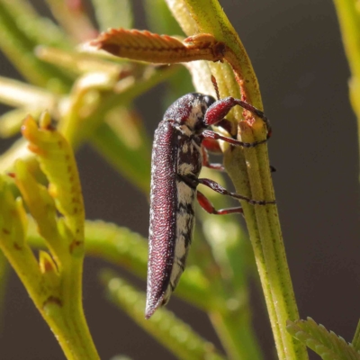 Rhinotia sp. (genus) (Unidentified Rhinotia weevil) at O'Connor, ACT - 25 Apr 2023 by ConBoekel