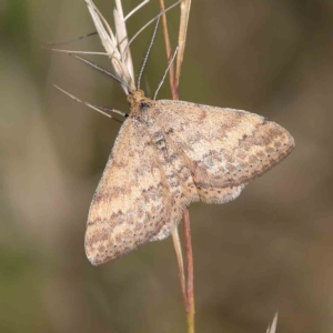 Scopula rubraria at O'Connor, ACT - 25 Apr 2023 12:41 PM